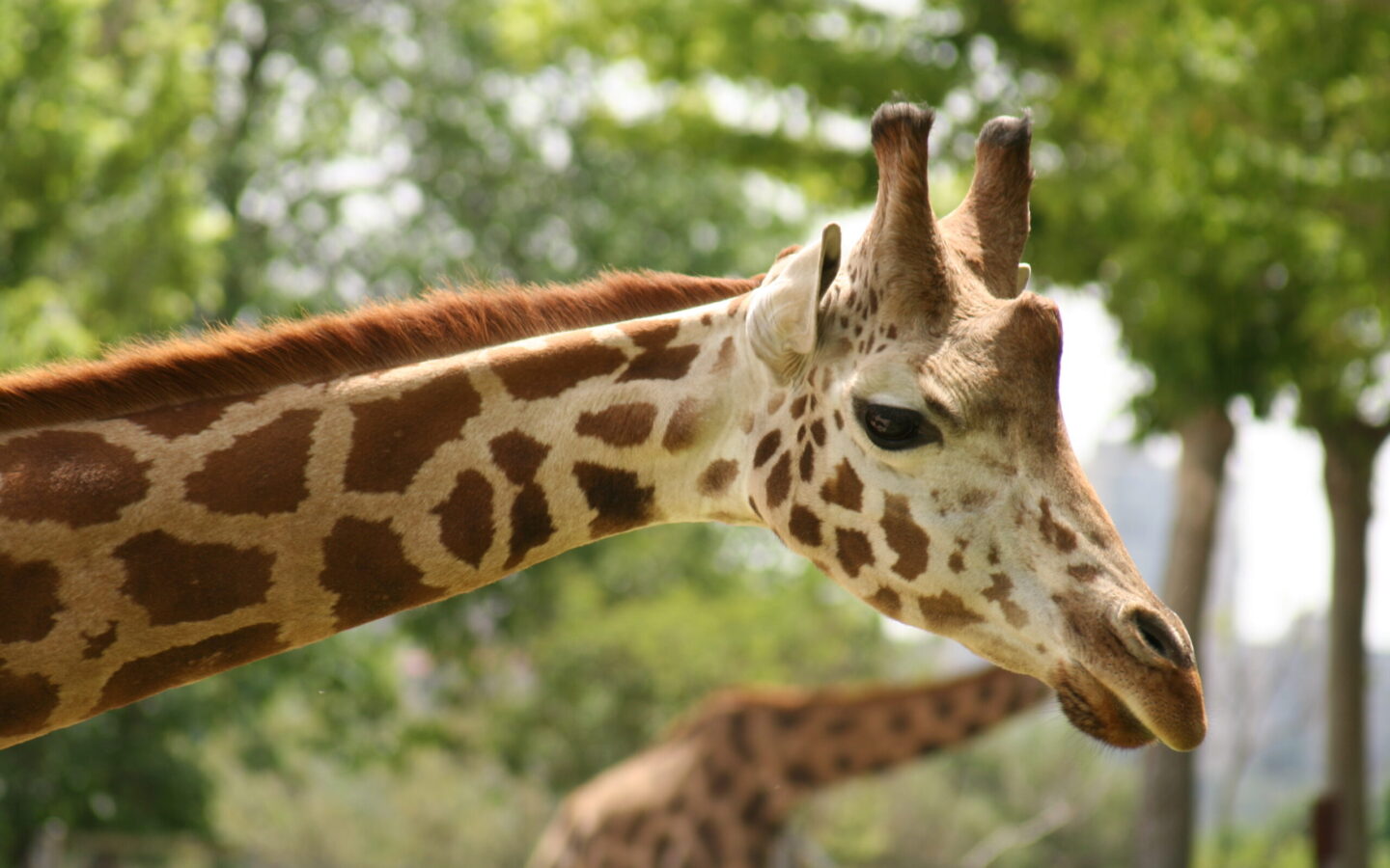 Jirafa en el Zoo Aquarium de Madrid