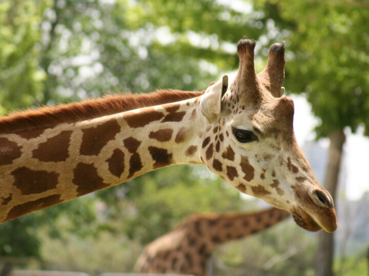 Jirafa en el Zoo Aquarium de Madrid